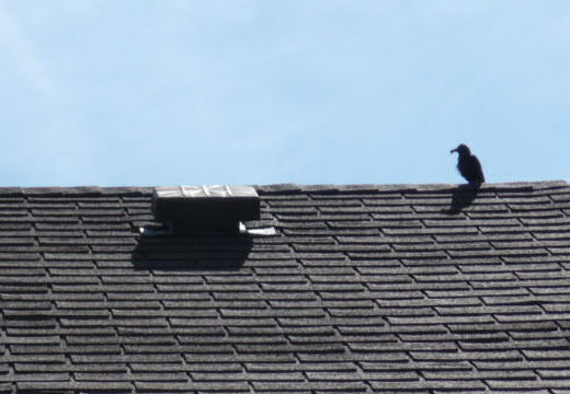 Bird nest in attic louver