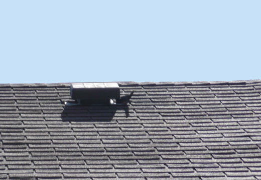 Baby birds in attic during inspection