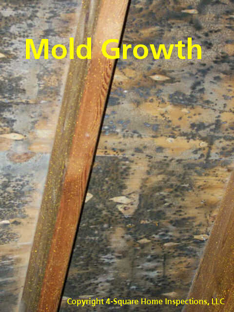 Attic mold growing on wood sheathing